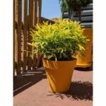 RIVIERA SOLEILLA round flower box – Plastic – Diameter 60 cm – Yellow