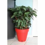 Riviera Loft flower pot with reserve of water – Round – Ø 50 x H 46 cm – Red