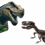 2 in 1 Dinosaur and Skeleton Dig - T-rex - SES CREATIVE - Image 3