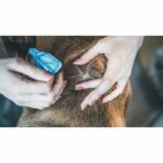VETOCANIS Pipette Action Duo Spot on - Flea and tick repellent for large dogs - Set of 2 pipettes - Image 4