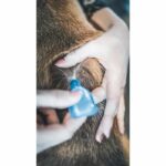 VETOCANIS Pipette Action Duo Spot on - Flea and tick repellent for large dogs - Set of 2 pipettes - Image 5