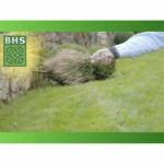 Lawn - BHS - Lawn Regrowth 5kg - Image 6