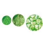 Clementoni - Science and Play - Professional Super Microscope - Ages 8 and up - Image 4