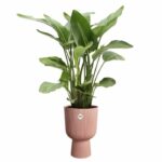 Flower pot - Elho - Vibes Fold Coupe - Pink - L 30 x W 29.5 x H 45 cm - Indoor - 100% recycled - Image 5
