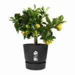ELHO Greenville 30 round flowerpot - Outdoor - Ø 29.5 x H 27.8 cm - Black living - Image 5