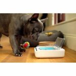 SUREFLAP Automatic Food Dispenser - SureFeed hermetic bowl - for cats and small dogs - Image 4