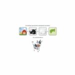 ASMODEE - Concept kids - Children's board game – Bild 2