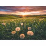 Puzzle 500 pieces Dandelions at dusk, Ages 12 and up, Premium quality puzzle, 12000592, Ravensburger