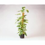 Nature tutor in coconut fibers - H120 cm - Image 2