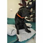 YAGO Hunting Necklace - Orange Fluo - Ultra Resistant for Big Dog - Image 3