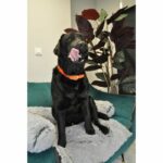 YAGO Hunting Necklace - Orange Fluo - Ultra Resistant for Big Dog - Image 4